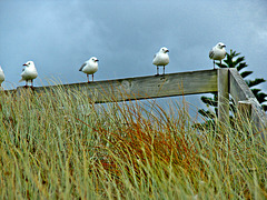 Matata gulls