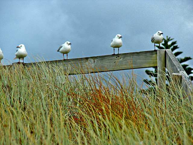 Matata gulls