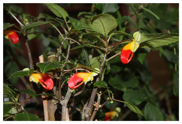 Impatiens niamniamensis