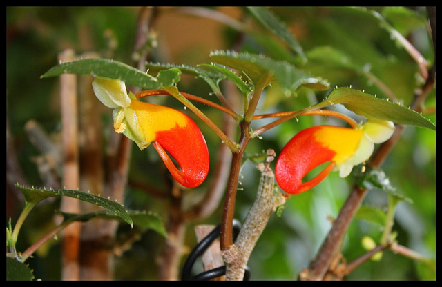 Impatiens niamniamensis (5)