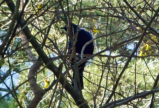 Tui in branches