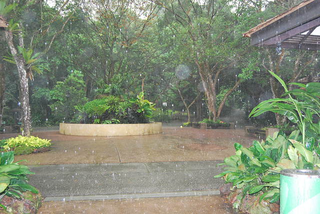 Orchid Garden sous la pluie tropicale