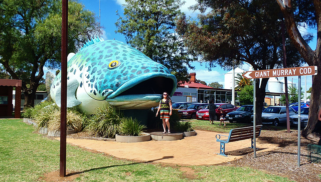 the Giant Murray Cod