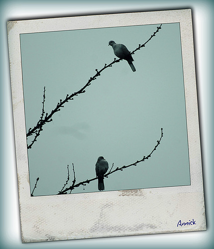 duo de tourterelles turques