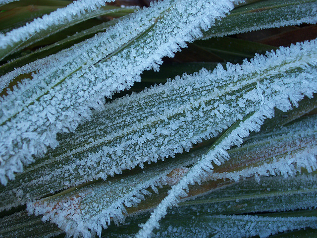 Brilliant hoar frost on leaves