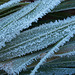 Brilliant hoar frost on leaves