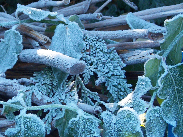 Frost on the leaves