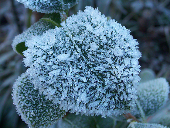 Ice and frost look beautiful on leaf