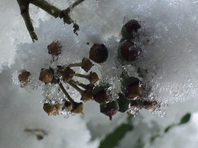 Looking through the snow at the ice particles