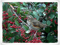 Mon JARDIN