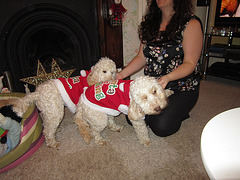 Santas in training coats for the dogs