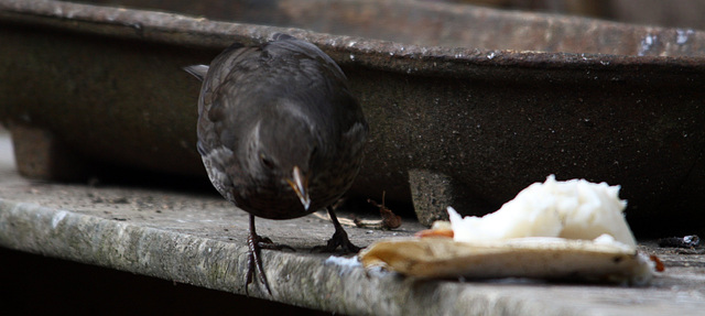 c'est l'heure du repas !!