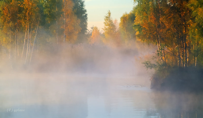 Frühnebel