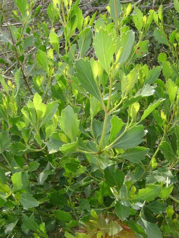 DSC09010