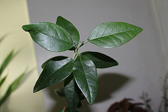 Hibiscus Boliviana