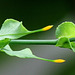 Stipules d'un rameau florifère de Passiflora incarnata