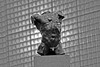 Marsyas (Torso of the 'Falling Man') by Rodin at LACMA (8221)