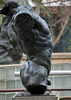 Marsyas (Torso of the 'Falling Man') by Rodin at LACMA (8244)