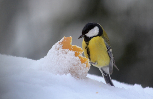 La mésange et la pomme