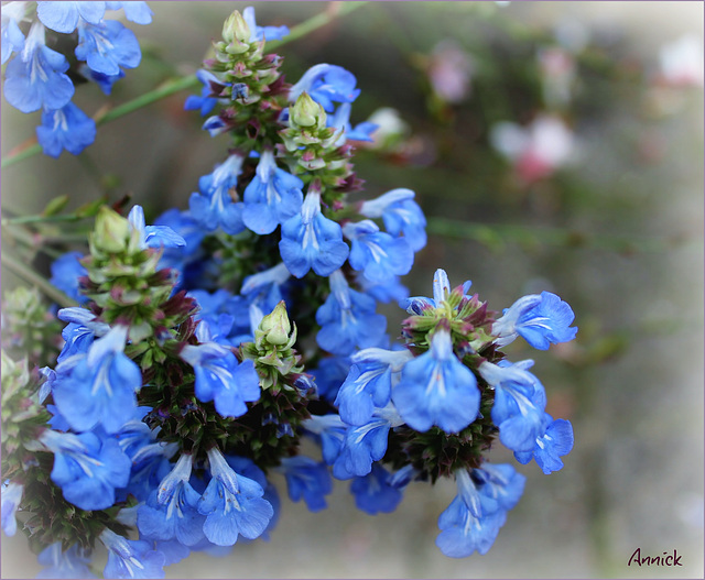 bleu..... bonsoir à tous