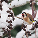 Snowy Goldfinch