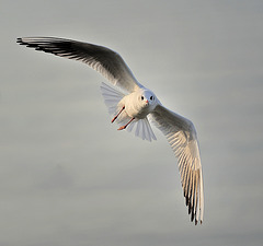 Une mouette plane...