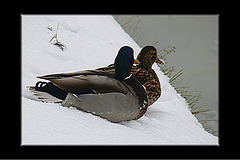 Couple de Colvert dans la neige