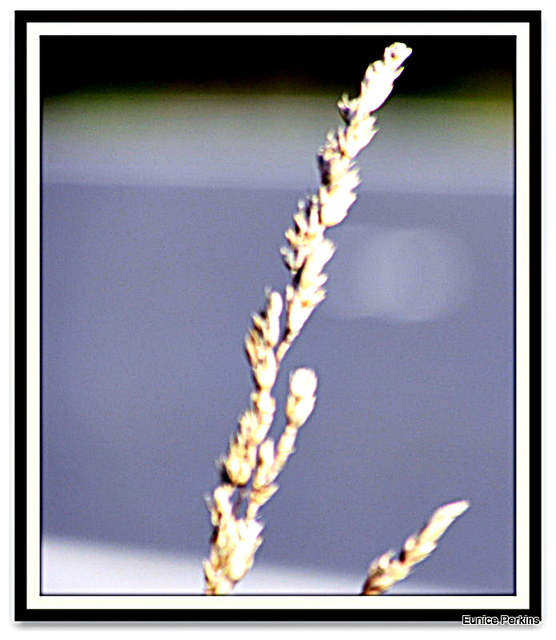 Grass Seed Head.