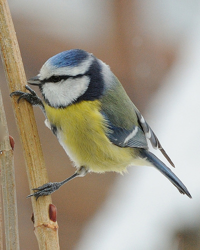 Mésange bleue...