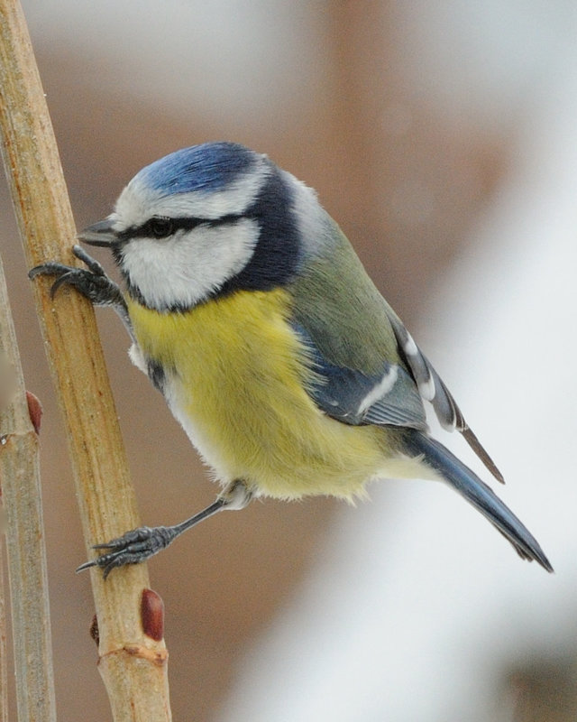 Mésange bleue...