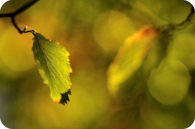 October in a beech forest