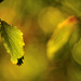 October in a beech forest