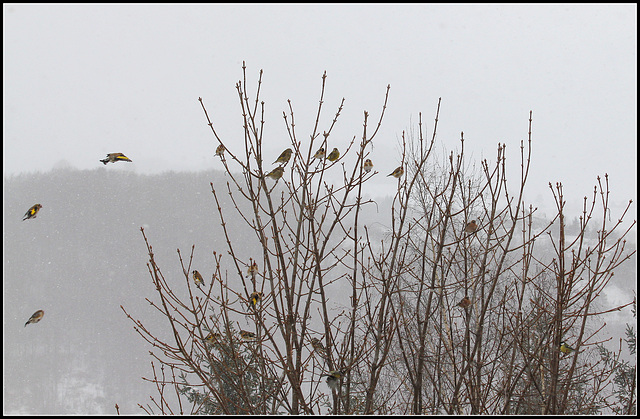 L'arbre aux oiseaux