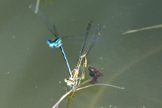 Blue Featherleg ovipositing (Platycnemis pennipes)