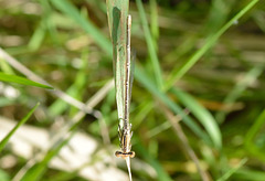 DSC 4591 White Featherleg f (Platycnemis latipes)