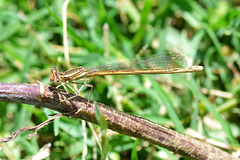 Orange Featherleg f 02 (Platycnemis acutipennis)