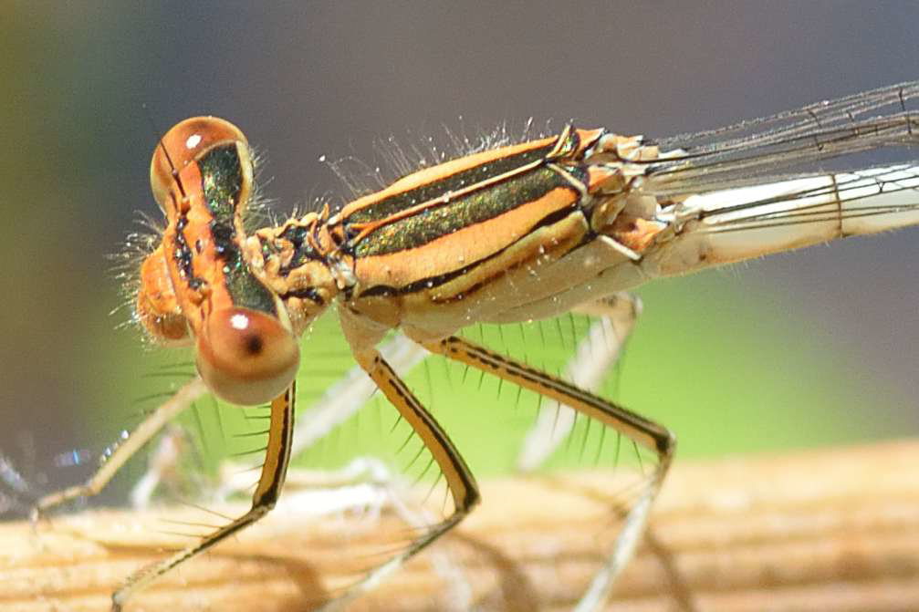 Orange Featherleg f pronotum tooth (Platycnemis acutipennis)