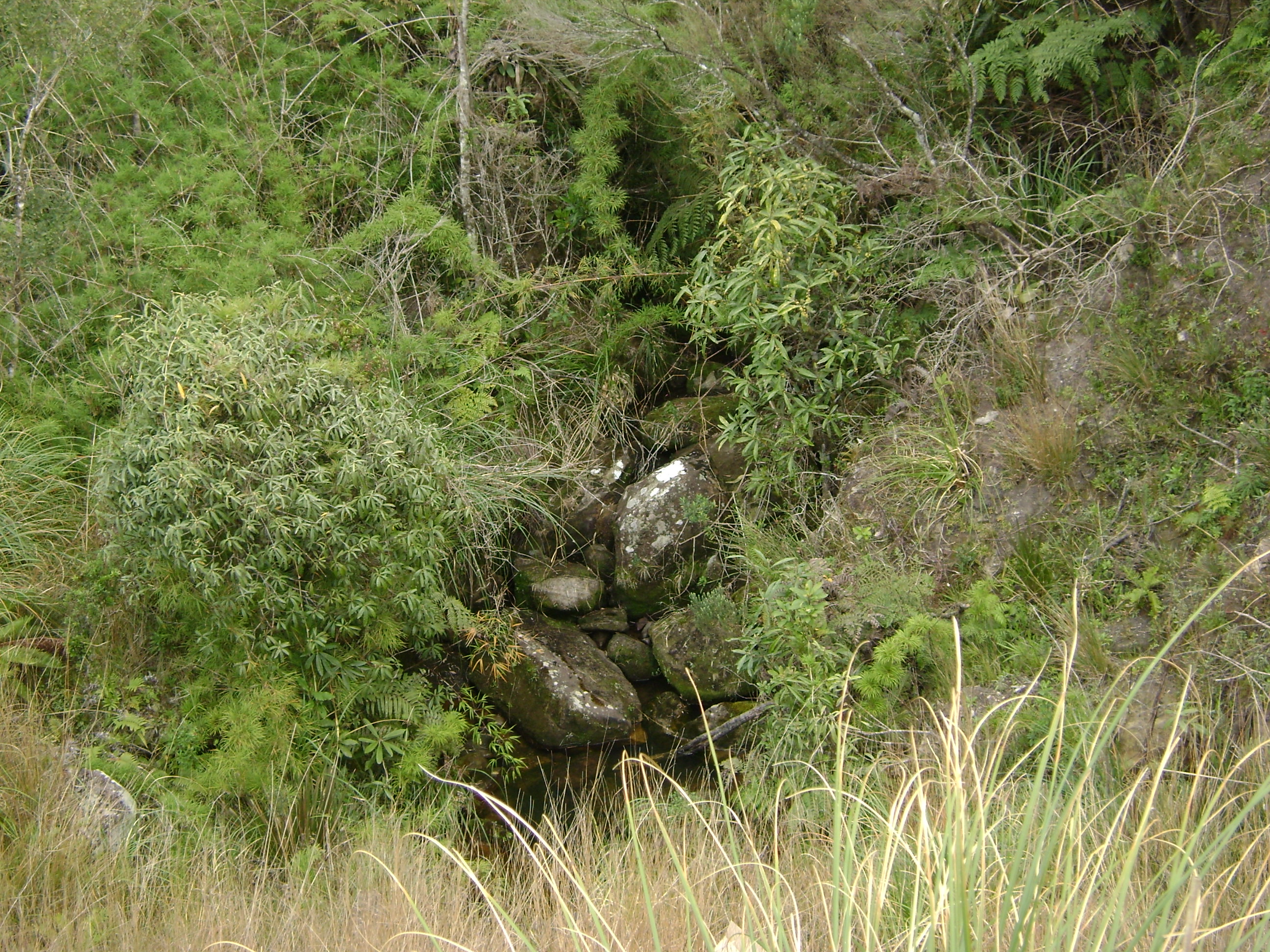 DSC06971