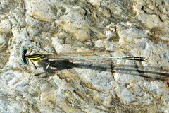 White Featherleg m (Platycnemis latipes) 3 (3)