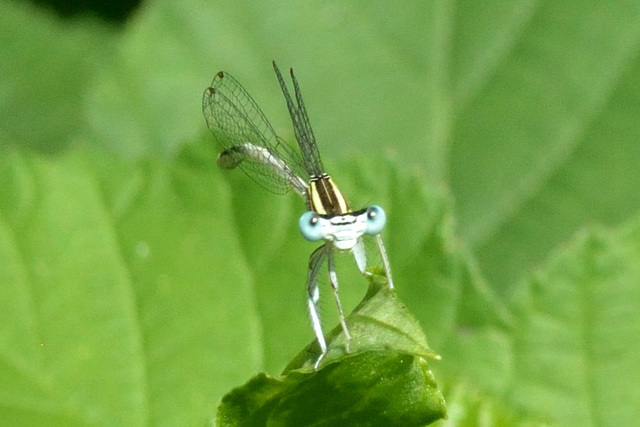 White Featherleg m (Platycnemis latipes) 3