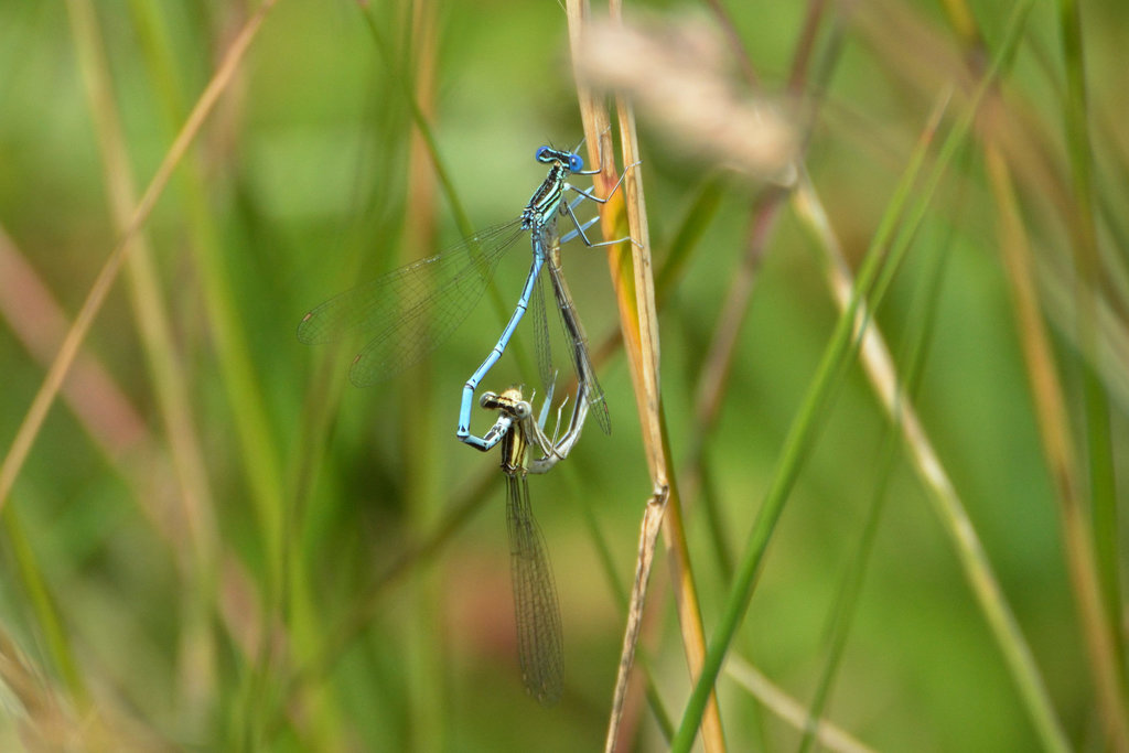 Blue Featherleg (Platycnemis pennipes) 2