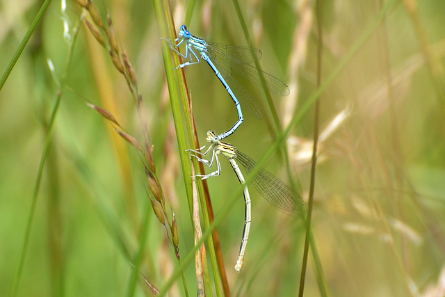 Blue Featherleg (Platycnemis pennipes)