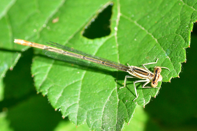 Blue Featherleg f (Platycnemis pennipes) (2)