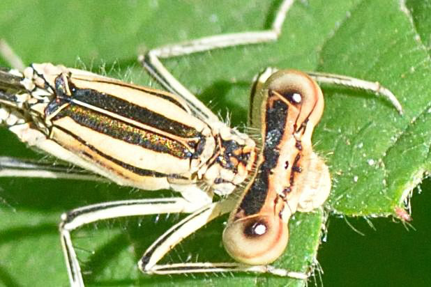 Blue Featherleg f pronotum (Platycnemis pennipes) (2)