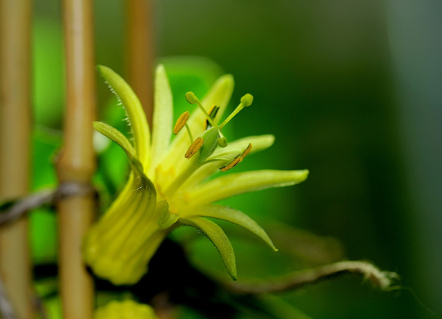 Passiflora citrina