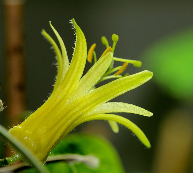 Passiflora citrina (3)