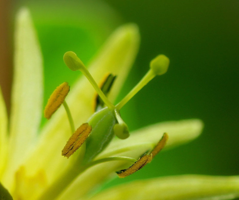 Passiflora citrina (4)