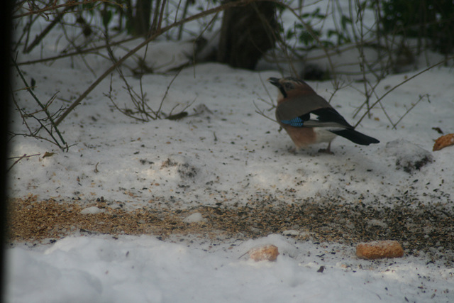 Jay in snow (Garrulus glandarious) 02