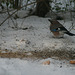 Jay in snow (Garrulus glandarious) 02