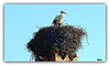 Cigogne sur le toit d'un minaret.